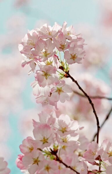 sakura1